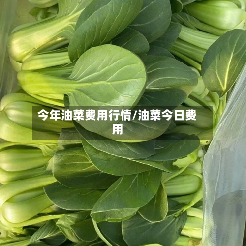今年油菜费用行情/油菜今日费用-第3张图片