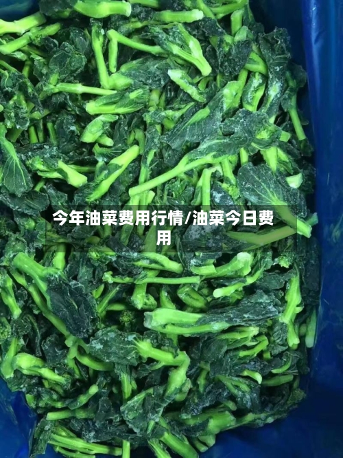 今年油菜费用行情/油菜今日费用-第2张图片