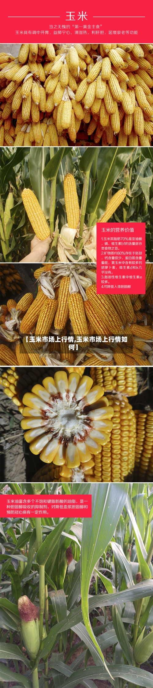 【玉米市场上行情,玉米市场上行情如何】