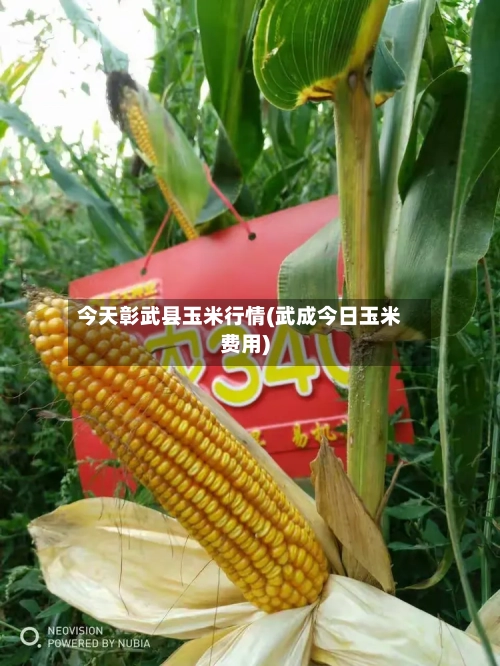 今天彰武县玉米行情(武成今日玉米费用)-第2张图片