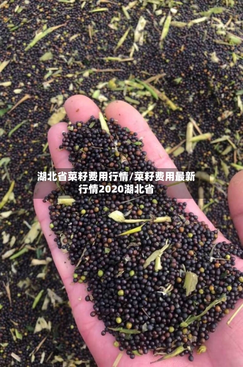 湖北省菜籽费用行情/菜籽费用最新行情2020湖北省-第2张图片