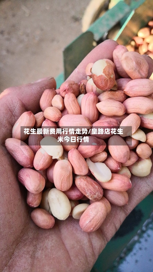 花生最新费用行情走势/皇路店花生米今日行情-第2张图片