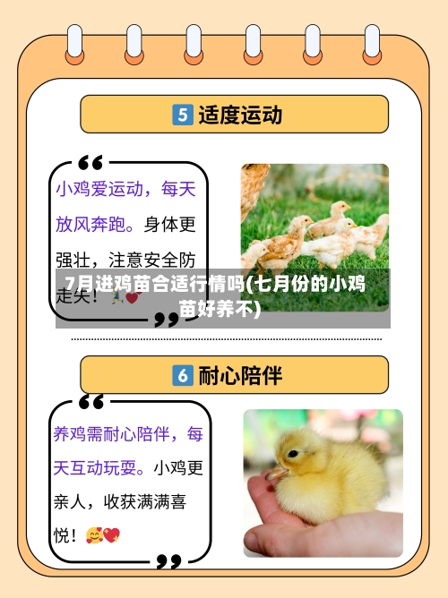 7月进鸡苗合适行情吗(七月份的小鸡苗好养不)-第3张图片