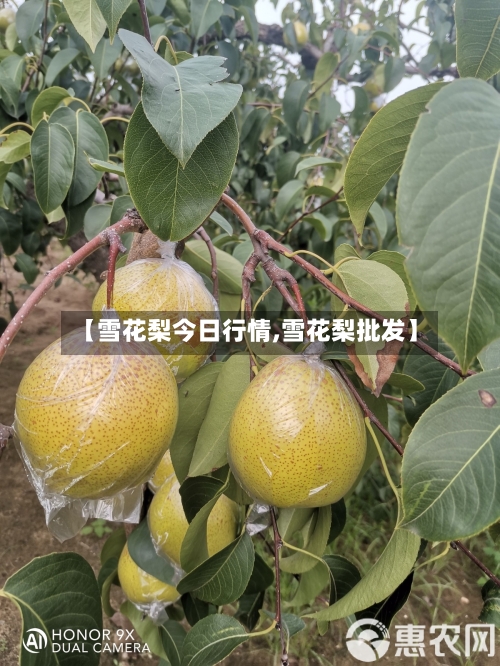 【雪花梨今日行情,雪花梨批发】-第1张图片