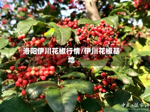 洛阳伊川花椒行情/伊川花椒基地