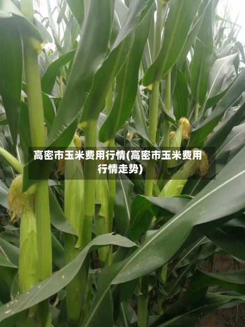 高密市玉米费用行情(高密市玉米费用行情走势)-第2张图片