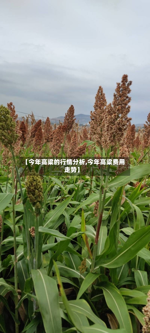 【今年高粱的行情分析,今年高粱费用走势】-第3张图片