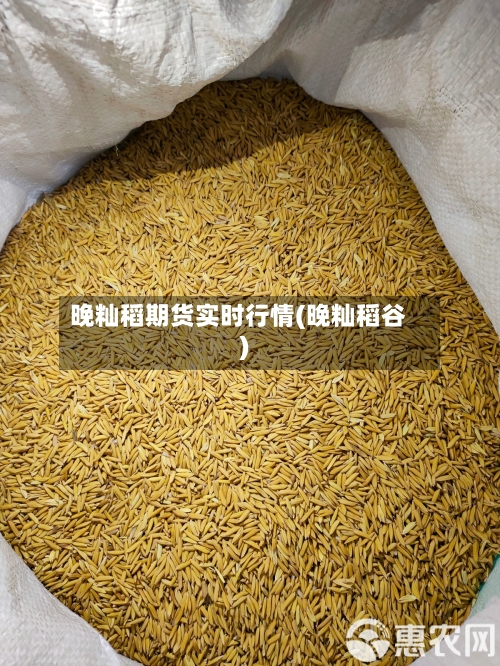 晚籼稻期货实时行情(晚籼稻谷)