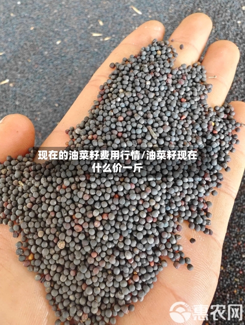 现在的油菜籽费用行情/油菜籽现在什么价一斤-第2张图片