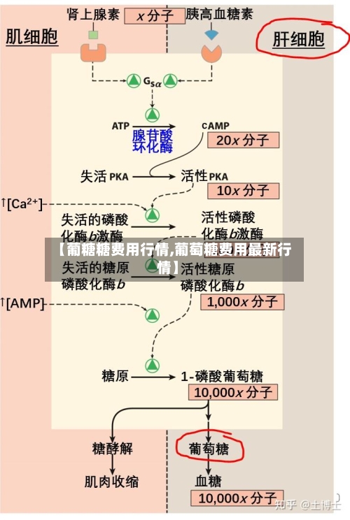 【葡糖糖费用行情,葡萄糖费用最新行情】-第2张图片